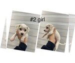Puppy Puppy 4 Maltese-Maltipoo Mix