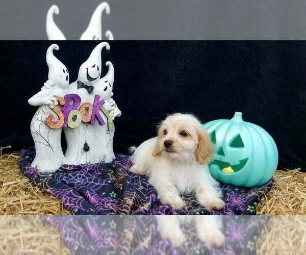 Medium Photo #1 Schweenie Puppy For Sale in BOWLING GREEN, KY, USA
