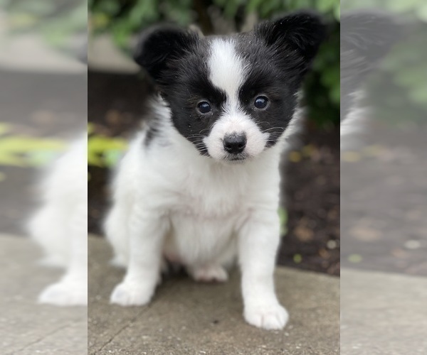 Medium Photo #1 Papillon Puppy For Sale in CANOGA, NY, USA