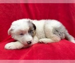 Small Photo #7 Australian Shepherd Puppy For Sale in LAKELAND, FL, USA