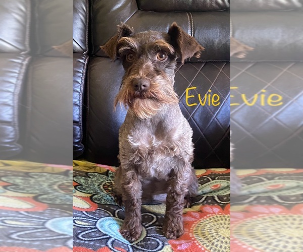 Medium Photo #1 Schnauzer (Miniature) Puppy For Sale in BIG CABIN, OK, USA