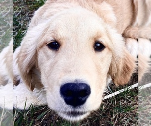Golden Retriever Puppy for sale in WEST ALEXANDRIA, OH, USA