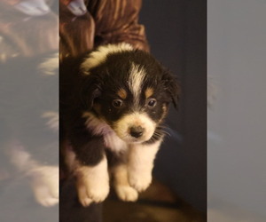 Australian Shepherd Puppy for sale in LISBON, OH, USA