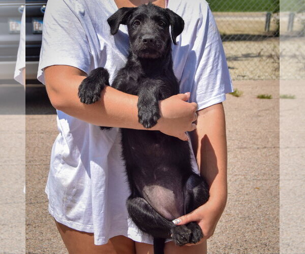 Medium Photo #4 Irish Wolfhound-Unknown Mix Puppy For Sale in Huntley, IL, USA