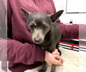 Chihuahua-Unknown Mix Dogs for adoption in Chico, CA, USA