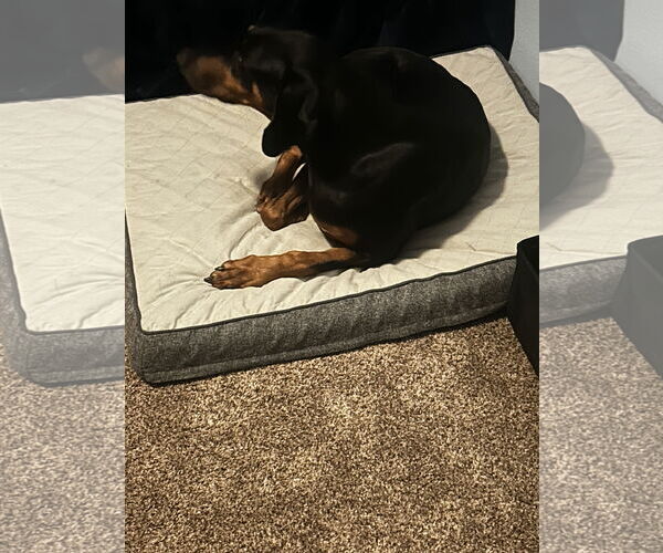Medium Photo #8 Doberman Pinscher Puppy For Sale in Minneaoplis, MN, USA