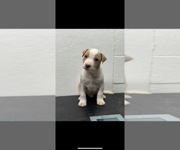Medium Photo #7 American Pit Bull Terrier-Unknown Mix Puppy For Sale in Great Bend, KS, USA