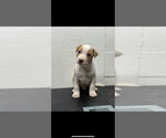 Small Photo #7 American Pit Bull Terrier-Unknown Mix Puppy For Sale in Great Bend, KS, USA