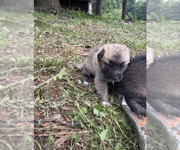 Medium Photo #4 German Shepherd Dog-Great Pyrenees Mix Puppy For Sale in LINDEN, VA, USA