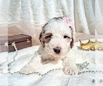 Puppy Aurora Goldendoodle (Miniature)