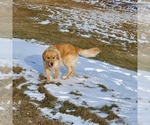 Small #16 Golden Retriever