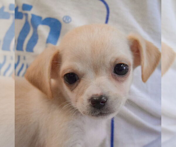 Medium Photo #5 Chiweenie Puppy For Sale in Huntley, IL, USA