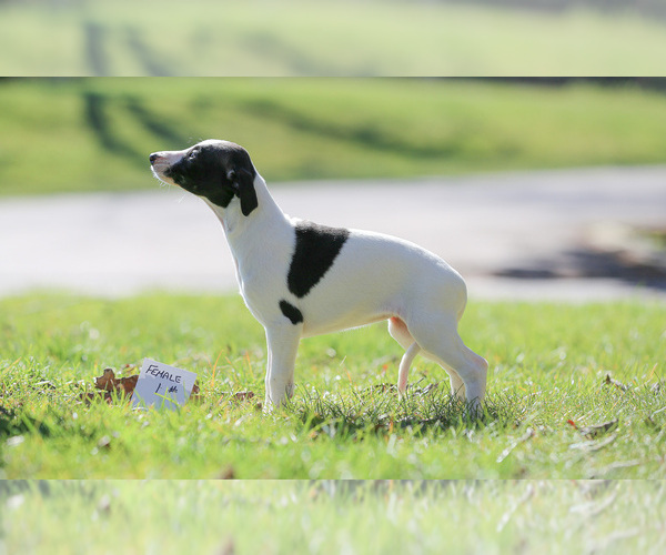 Medium Photo #3 Whippet Puppy For Sale in JANESVILLE, WI, USA