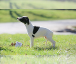 Small Photo #3 Whippet Puppy For Sale in JANESVILLE, WI, USA