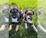 Small #5 German Shepherd Dog Mix