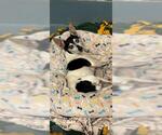 Small Rat Terrier