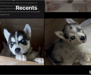 Pomsky Puppy for sale in PERKASIE, PA, USA