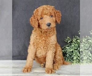 Goldendoodle (Miniature) Puppy for sale in MILLERSBURG, OH, USA