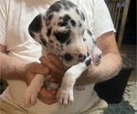 Puppy Marvel Great Dane