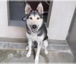 Small #1 German Shepherd Dog-Siberian Husky Mix