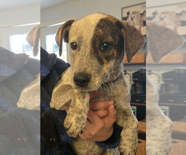 Medium Photo #2 Mutt Puppy For Sale in Foristell, MO, USA