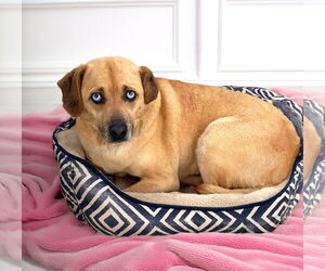 Catahoula Leopard Dog-Unknown Mix Dogs for adoption in Unionville, PA, USA