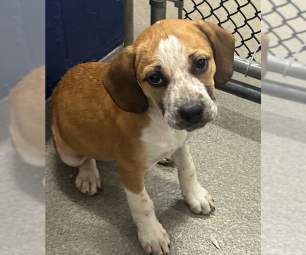 Medium Photo #1 Mutt Puppy For Sale in Sterling, MA, USA