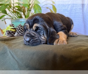 Bloodhound Puppy for sale in CROSSVILLE, AL, USA