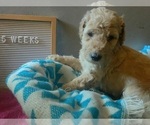 Small Photo #3 Goldendoodle Puppy For Sale in SEYMOUR, CT, USA