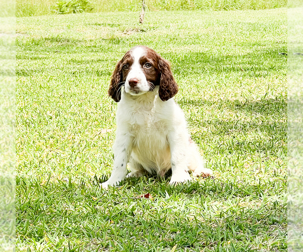 Medium Photo #5 English Springer Spaniel Puppy For Sale in FITZGERALD, GA, USA