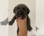 Small Photo #13 Cane Corso Puppy For Sale in MIAMI, FL, USA