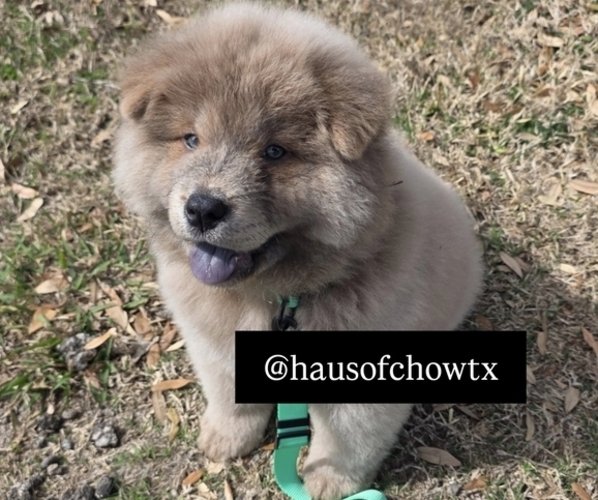 Medium Photo #1 Chow Chow Puppy For Sale in RED OAK, TX, USA