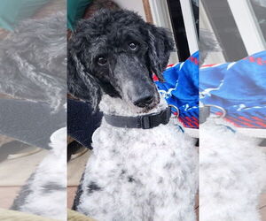 Poodle (Standard) Dogs for adoption in Cuba, NY, USA