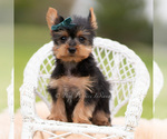 Small Photo #17 Yorkshire Terrier Puppy For Sale in WARSAW, IN, USA