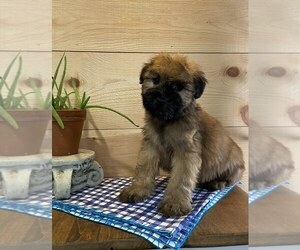 Soft Coated Wheaten Terrier Puppy for sale in DOSS, MO, USA