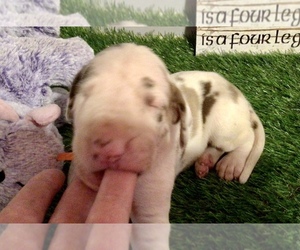 Great Dane Puppy for sale in BANGOR, WI, USA