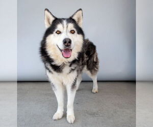 Siberian Husky Dogs for adoption in Pasadena, CA, USA