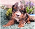 Puppy Puppy 6 Cavapoo