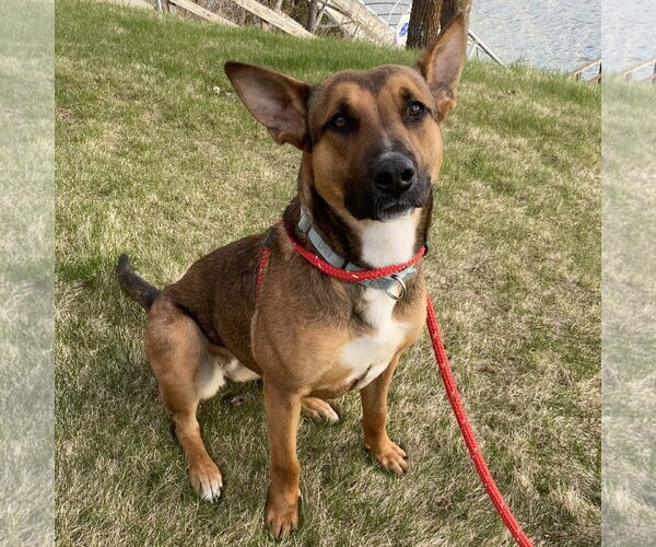 Medium Photo #10 Mutt Puppy For Sale in Fargo, ND, USA