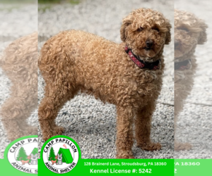 Golden Retriever Dogs for adoption in Stroudsburg, PA, USA