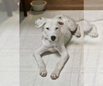 Small Dalmatian Mix