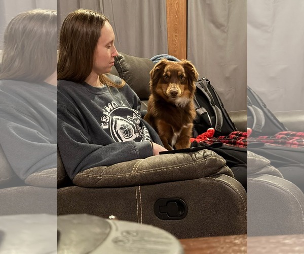 Medium Photo #2 Australian Shepherd Puppy For Sale in Overland Park, KS, USA