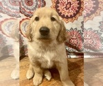 Small Photo #3 Golden Retriever Puppy For Sale in MYAKKA CITY, FL, USA