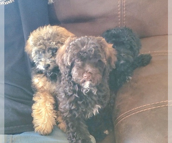 Medium Photo #1 Poodle (Toy) Puppy For Sale in MORRISON, CO, USA