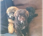 Small Poodle (Toy)