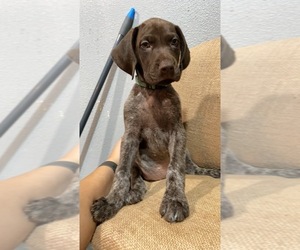 German Shorthaired Pointer Puppy for sale in BUSHNELL, FL, USA