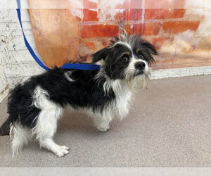 Maltese Dogs for adoption in San Bernardino, CA, USA
