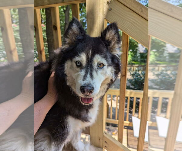 Medium Photo #1 Siberian Husky-Unknown Mix Puppy For Sale in Holly Springs, NC, USA