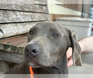 Mutt Dogs for adoption in Tulsa, OK, USA