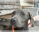EDWARD - Male Mutt Dog for Adoption - Small photo